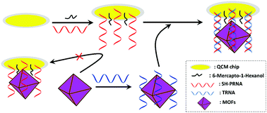 A New Amplification Strategy For A Quartz Crystal Microbalance Mirna Sensor Based On Selective Interactions Between A Metal Organic Framework And Mirna New Journal Of Chemistry Rsc Publishing