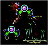 A luminescent pH-sensitive lysosome targeting Eu(iii) probe - New ...