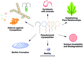 Structure, properties, and biological functions of nonribosomal ...