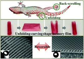 Gecko toe pads inspired in situ switchable superhydrophobic shape ...