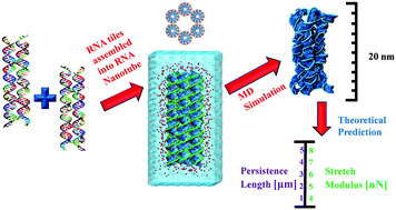 Atomic Structures Of Rna Nanotubes And Their Comparison With Dna Nanotubes Nanoscale Rsc Publishing