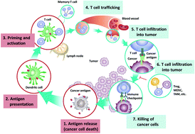 The application of nanotechnology in enhancing immunotherapy for ...
