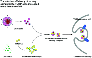 Targeted Delivery Of Chil3 Chil4 Sirna To Alveolar Macrophages Using Ternary Complexes Composed Of Hmg And Oligoarginine Micelles Nanoscale Rsc Publishing