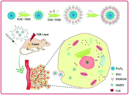 Matrix Metalloproteinase 2 Targeted Superparamagnetic Fe3o4 Peg G5 Mmp2 Ce6 Nanoprobes For Dual Mode Imaging And Photodynamic Therapy Nanoscale Rsc Publishing