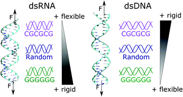 Sequence Dependent Mechanical Properties Of Double Stranded Rna Nanoscale Rsc Publishing