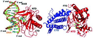 Conformational Flexibility Influences Structure Function Relationships In Nucleic Acid N Methyl Demethylases Organic Biomolecular Chemistry Rsc Publishing
