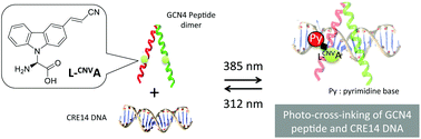 Reversible photo-cross-linking of the GCN4 peptide