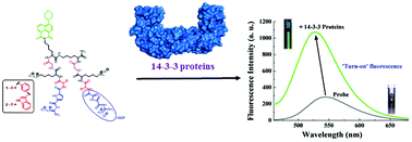 Arginine Mimetic Appended Peptide Based Probes For