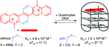 Structural Flexibility Versus Rigidity Of The Aromatic Unit Of Dna Ligands Binding Of Aza And Azoniastilbene Derivatives To Duplex And Quadruplex Dna Organic Biomolecular Chemistry Rsc Publishing