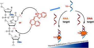 Design Of Thiazole Orange Oligonucleotide Probes For Detection Of Dna And Rna By Fluorescence And Duplex Melting Organic Biomolecular Chemistry Rsc Publishing