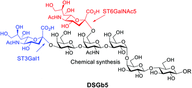 Chemoenzymatic Synthesis Of The Oligosaccharide Moiety Of - 