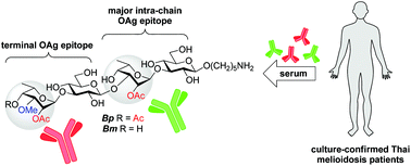 Melioidosis Patient Serum Reactive Synthetic Tetrasaccharides Bearing The Predominant Epitopes Of Burkholderia Pseudomallei And Burkholderia Mallei O Antigens Organic Biomolecular Chemistry Rsc Publishing