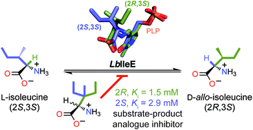 Isoleucine Lewis Structure