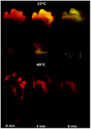 Temperature effect on the bioluminescence spectra of firefly ...