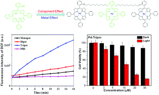 Palladium porphyrin complexes for photodynamic cancer therapy: effect of  porphyrin units and metal - Photochemical & Photobiological Sciences (RSC  Publishing)