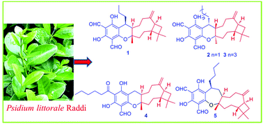 Littordials A E Novel Formyl Phloroglucinol B Caryophyllene Meroterpenoids From The Leaves Of Psidium Littorale Organic Chemistry Frontiers Rsc Publishing