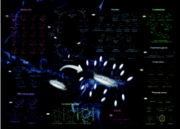 Dual Directional Alkyne Terminated Macrocycles Enroute To Non Aggregating Molecular Platforms Organic Chemistry Frontiers Rsc Publishing