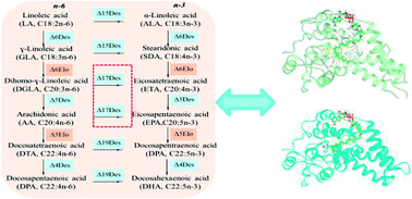 Characterization And Molecular Docking Of New D17 Fatty Acid Desaturase Genes From Rhizophagus Irregularis And Octopus Bimaculoides Rsc Advances Rsc Publishing