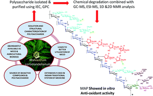 Structural Analysis And Antioxidant Activity Of An Arabinoxylan From Malvastrum Coromandelianum L Garcke Rsc Advances Rsc Publishing