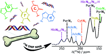 Detection Of Nucleic Acids And Other Low Abundance Components In Native Bone And Osteosarcoma Extracellular Matrix By Isotope Enrichment And Dnp Enhanced Nmr Rsc Advances Rsc Publishing