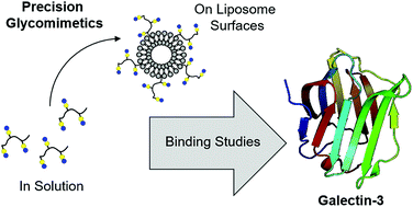 Effects of linker and liposome anchoring on lactose-functionalized  glycomacromolecules as multivalent ligands for binding galectin-3 - RSC  Advances (RSC Publishing)