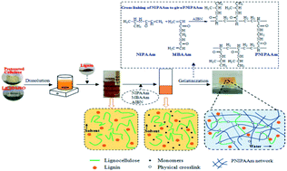 Fabrication of thermo-sensitive lignocellulose hydrogels with switchable  hydrophilicity and hydrophobicity through an SIPN strategy - RSC Advances  (RSC Publishing)