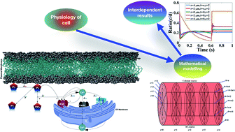 Three Dimensional Coupled Reaction Diffusion Modeling Of Calcium And Inositol 1 4 5 Trisphosphate Dynamics In Cardiomyocytes Rsc Advances Rsc Publishing