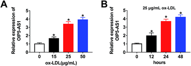 Lncrna Oip5 As1 Contributes To Ox Ldl Induced Inflammation And