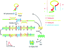 Symmetric exponential amplification reaction-based DNA nanomachine for the  fluorescent detection of nucleic acids - RSC Advances (RSC Publishing)