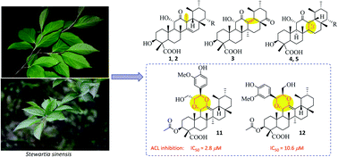 Stewartiacids A N C 23 Carboxylated Triterpenoids From Chinese Stewartia And Their Inhibitory Effects Against Atp Citrate Lyase And Nf Kb Rsc Advances Rsc Publishing