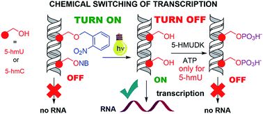 rna polymerase reaction