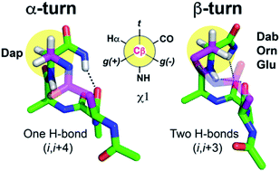 Twists Or Turns Stabilising Alpha Vs Beta Turns In Tetrapeptides Chemical Science Rsc Publishing