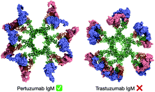 Not All Therapeutic Antibody Isotypes Are Equal The Case Of Igm Versus Igg In Pertuzumab And Trastuzumab Chemical Science Rsc Publishing