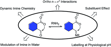 N P Interactions As A Versatile Tool For Controlling Dynamic Imine Chemistry In Both Organic And Aqueous Media Chemical Science Rsc Publishing