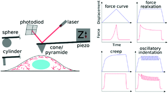 Measuring Viscoelasticity Of Soft Biological Samples Using