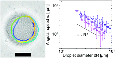 Rotating Oil Droplets Driven By Motile Bacteria At