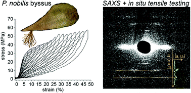 Self Healing Silk From The Sea Role Of Helical Hierarchical Structure In Pinna Nobilis Byssus Mechanics Soft Matter Rsc Publishing