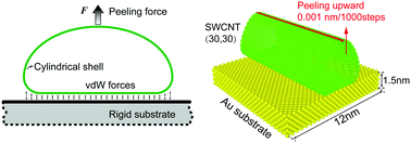 The peeling behavior of compliant cylindrical shells in adhesive contact  with a planar rigid substrate - Soft Matter (RSC Publishing)