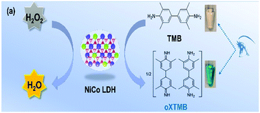 Active site of NicX a Active site of NicX with bound DHP. The