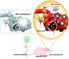 Dual-targeting and excretable ultrasmall SPIONs for T1-weighted ...