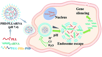 Stimuli Responsive Release And Efficient Sirna Delivery In Non Small Cell Lung Cancer By A Poly L Histidine Based Multifunctional Nanoplatform Journal Of Materials Chemistry B Rsc Publishing