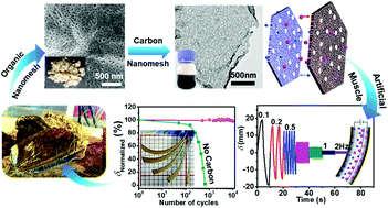 Nacre Based Carbon Nanomeshes For A Soft Ionic Actuator With Large And Rapid Deformation Journal Of Materials Chemistry C Rsc Publishing