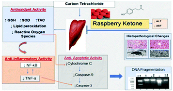 Hepatoprotective activity of raspberry ketone is mediated via ...