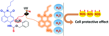 A Naphthalimide Derivative Can Release Cos And Form H2s In A Light Controlled Manner And Protect Cells Against Ros With Real Time Monitoring Ability Analyst Rsc Publishing