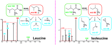 Isoleucine And Leucine