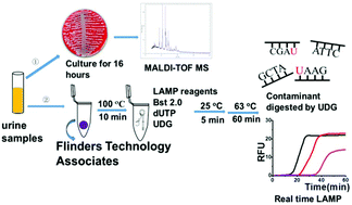 Uracil Dna Glycosylase Assisted Loop Mediated Isothermal Amplification For Detection Of Bacteria From Urine Samples With Reduced Contamination Analyst Rsc Publishing