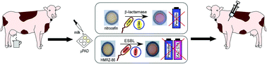 Paper-based analytical devices for colorimetric detection of S. aureus ...