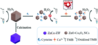 Mof Derived Porous Zno Co3o4 Nanocages As Peroxidase Mimics For Colorimetric Detection Of Copper Ii Ions In Serum Analyst Rsc Publishing