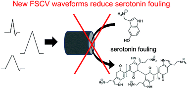 Improving serotonin fast-scan cyclic voltammetry detection: new waveforms  to reduce electrode fouling - Analyst (RSC Publishing)