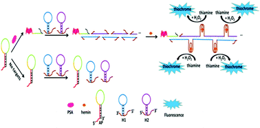 A label-free fluorescent aptasensor based on HCR and G-quadruplex A label-free fluorescent aptasensor based on HCR and G-quadruplex
